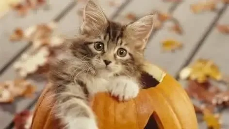Chat