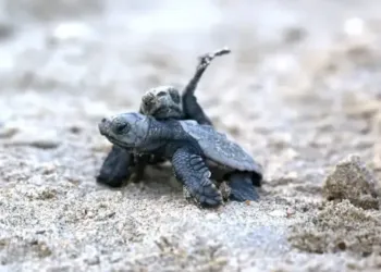 Tortue Herault Plage