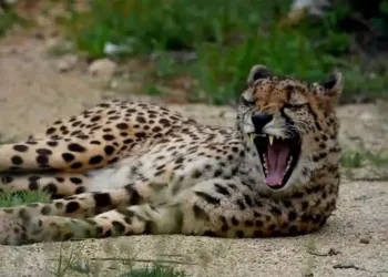 Zoo Du Lunaret