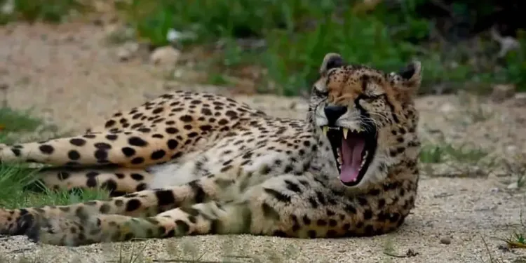 Zoo Du Lunaret