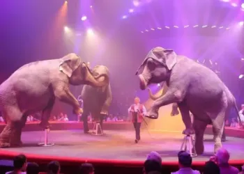 Elephant