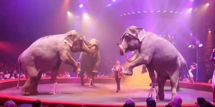 Elephant