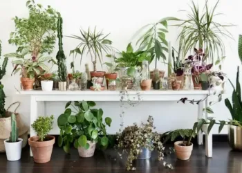 Plantes