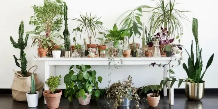 Plantes