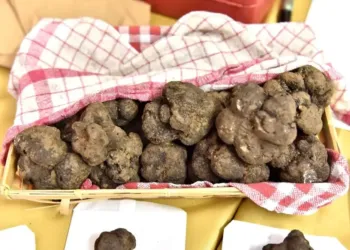 La truffe fait sa fête à Saint Geniès des Mourgues