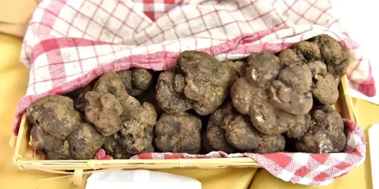 La truffe fait sa fête à Saint Geniès des Mourgues