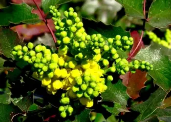 Une grande vente de plantes rares dans le jardin botanique.