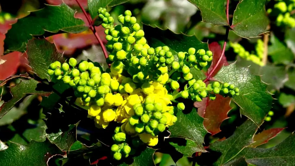 Une grande vente de plantes rares dans le jardin botanique.