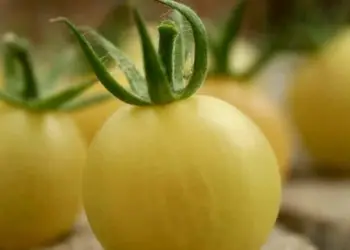 La tomate en fête à Clapiers