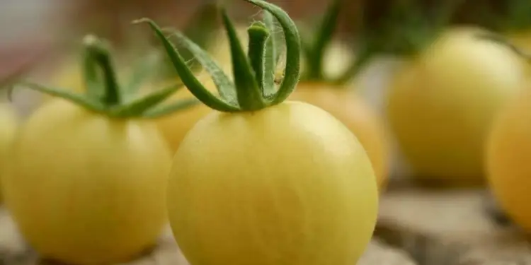 La tomate en fête à Clapiers