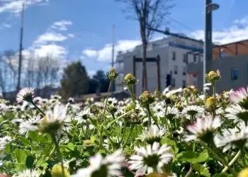 Montpellier dans le Top 10 des villes les plus vertes
