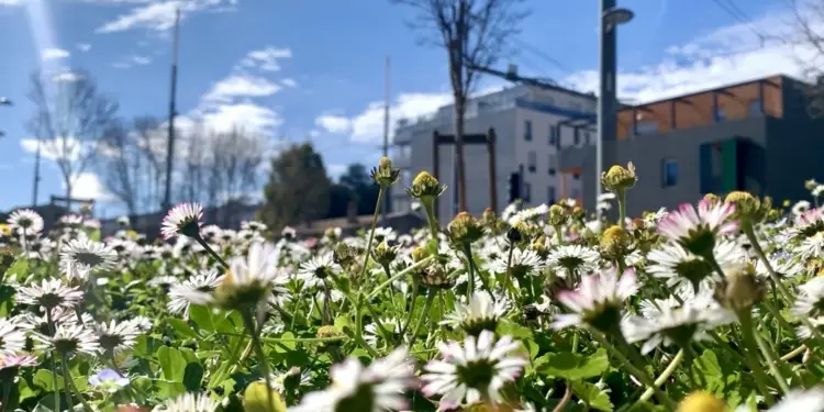 Montpellier dans le Top 10 des villes les plus vertes