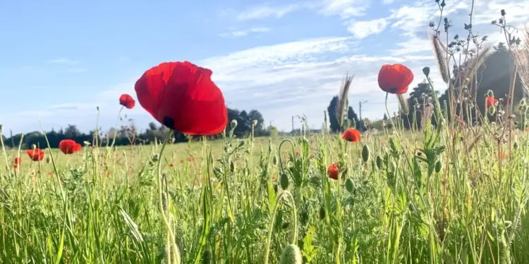 Grabels fête la nature ce week-end !