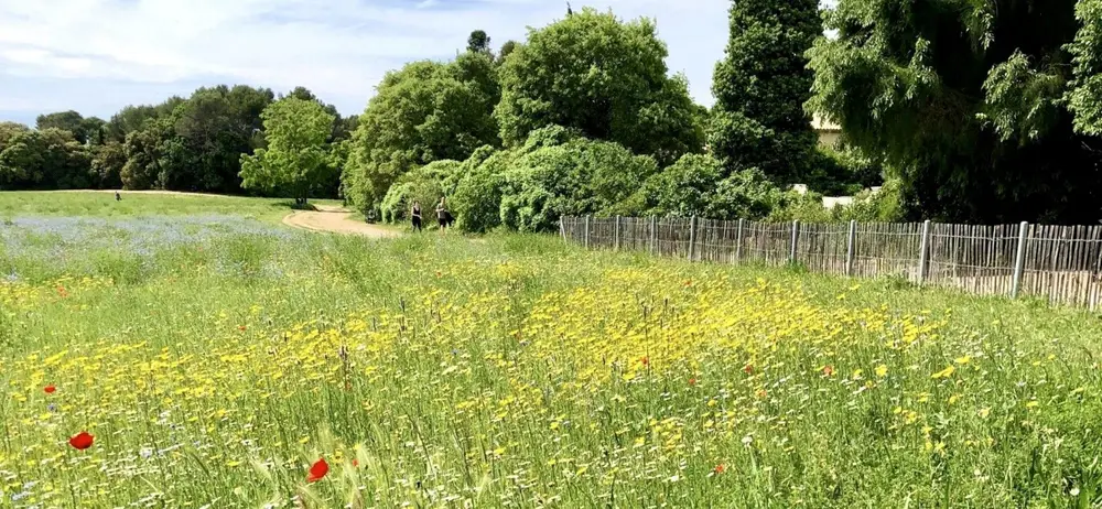 ace aux canicules, Montpellier prépare une carte des « refuges climatiques » pour ses habitants
