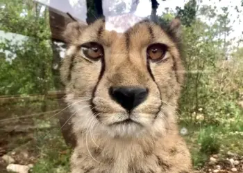 Montpellier : une pétition pour sauver le zoo du Lunaret