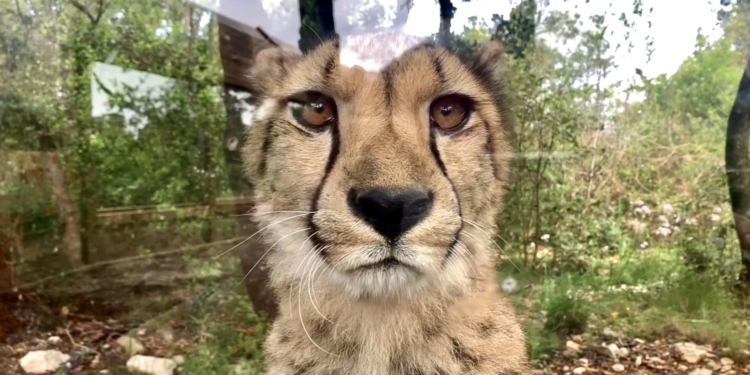 Montpellier : une pétition pour sauver le zoo du Lunaret