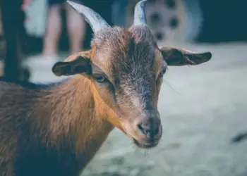 La Chèvre Baillarguoise lance la nouvelle saison des « Apéro’biques »