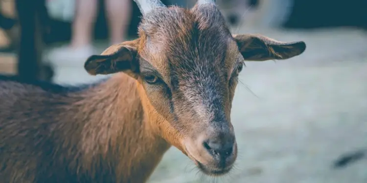 La Chèvre Baillarguoise lance la nouvelle saison des « Apéro’biques »