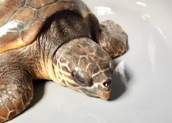 On sauve les tortues marine à La Grande-Motte !