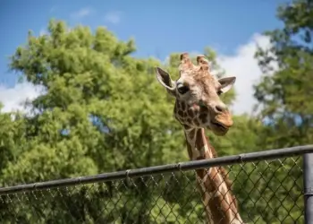 Le Zoo de Montpellier repart en Live !