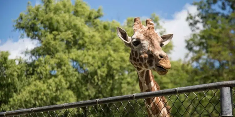 Le Zoo de Montpellier repart en Live !