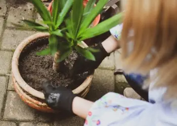 Montpellier la Ville va offrir des arbres fruitiers aux propriétaires