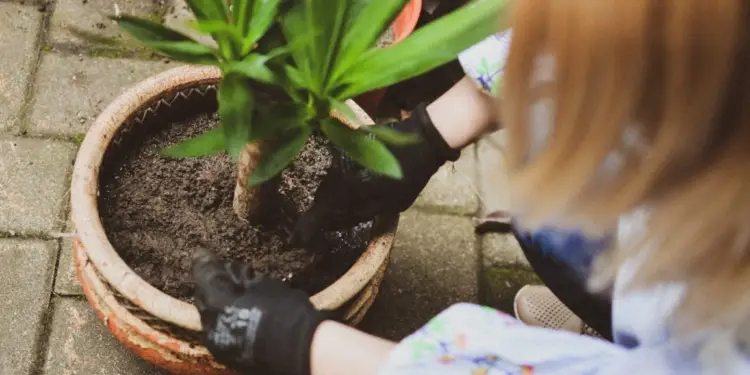 Montpellier la Ville va offrir des arbres fruitiers aux propriétaires