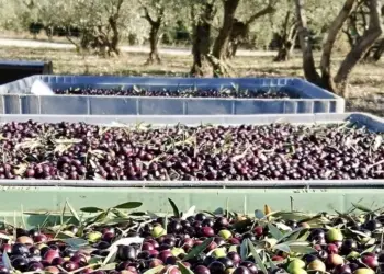 Montpellier : ramène tes olives et repars gratuitement avec ton huile