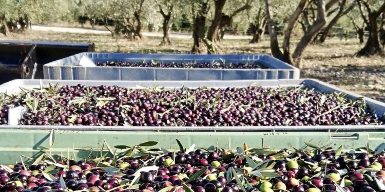 Montpellier : ramène tes olives et repars gratuitement avec ton huile