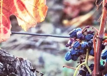 Des coffrets cadeaux à La Maison des Vins du Languedoc