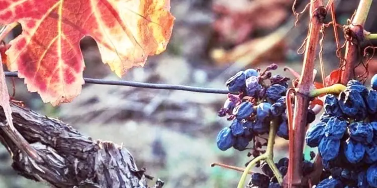 Des coffrets cadeaux à La Maison des Vins du Languedoc