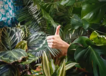Bon plan une grande vente de plantes s’organise à Gambetta