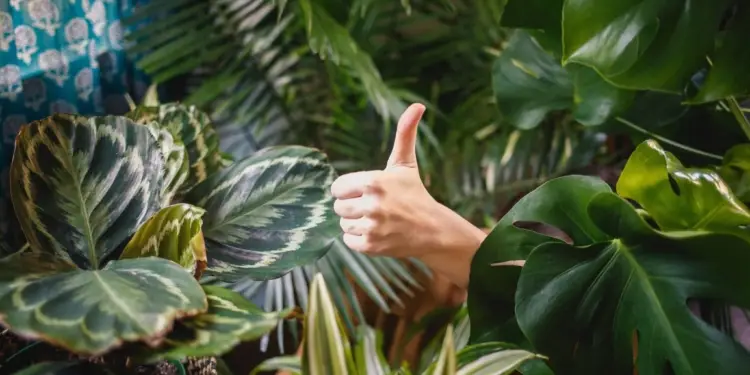 Bon plan une grande vente de plantes s’organise à Gambetta