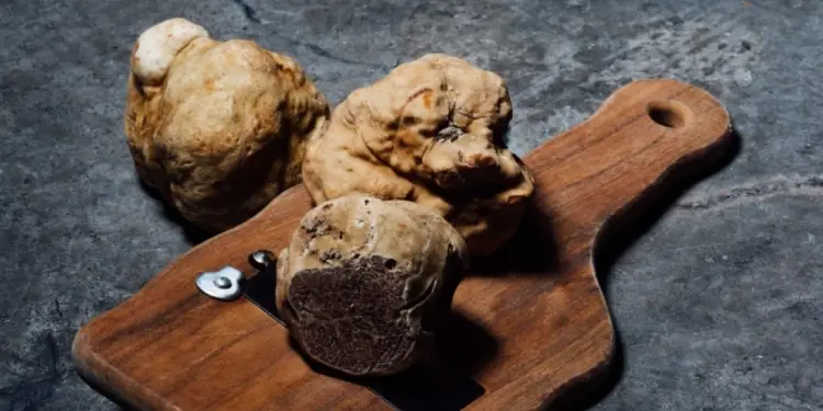 Saint-Guilhem-le-Désert fête la truffe