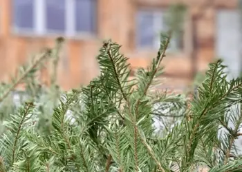 Montpellier : 46 parcs pour recycler ton sapin