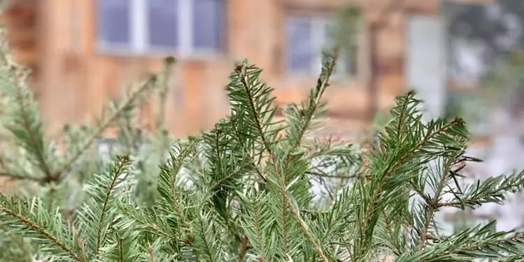 Montpellier : 46 parcs pour recycler ton sapin