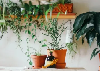 Montpellier des centaines de plantes en vente à partir de 1€