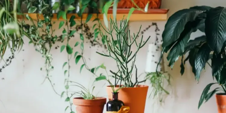Montpellier des centaines de plantes en vente à partir de 1€