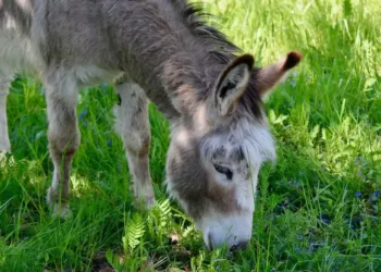 La Ferme du Lez achetez et vivez fermier