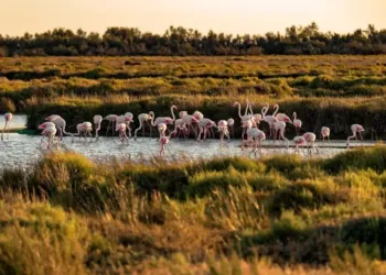 L’écomusée de la Camargue Gardoise rouvre demain