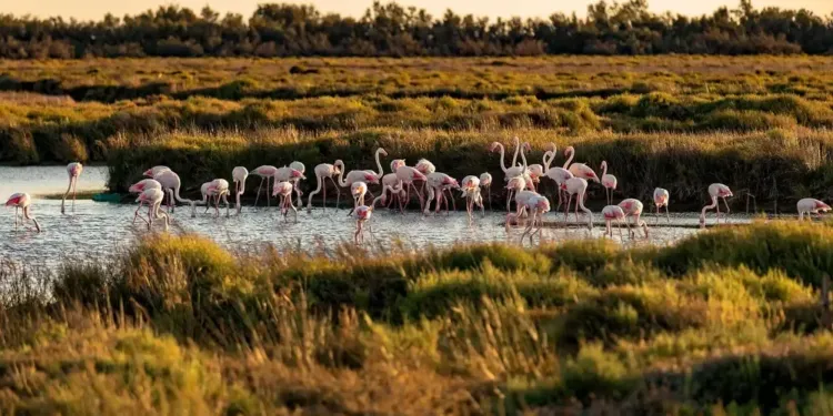 L’écomusée de la Camargue Gardoise rouvre demain