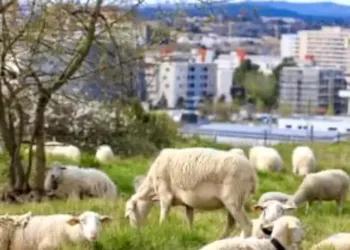 Montpellier : 190 moutons dans les parcs pour de l’éco-pâturage