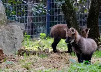 Naissance de deux loups à crinière au Zoo de Montpellier
