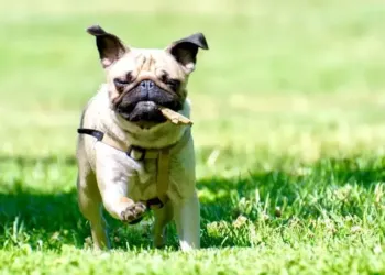 C’est à Montpellier où les chiens sont les plus heureux !