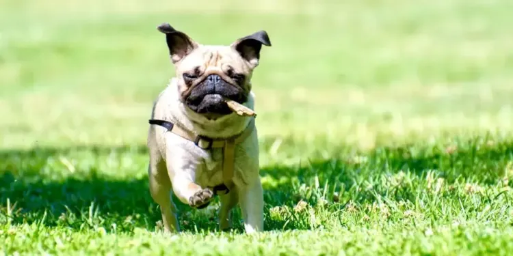 C’est à Montpellier où les chiens sont les plus heureux !