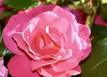 Top 6 des fleuristes de Montpellier
