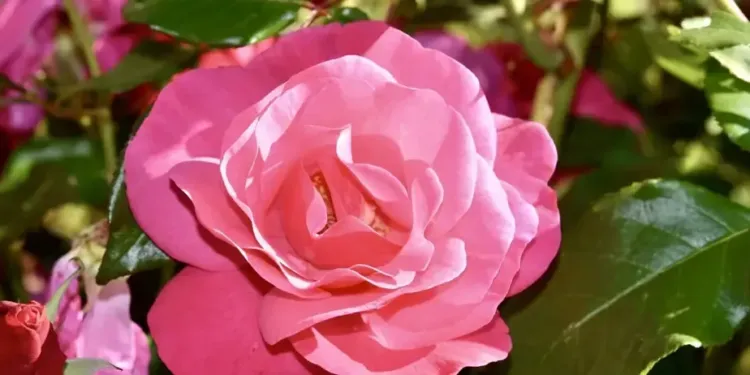 Top 6 des fleuristes de Montpellier