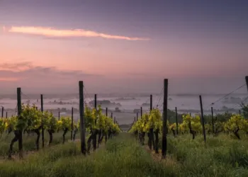 Participez à un jeu de piste 2.0 dans les vignes