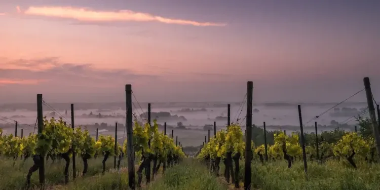 Participez à un jeu de piste 2.0 dans les vignes