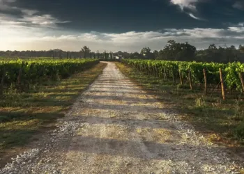 Balade vigneronne en Salagou